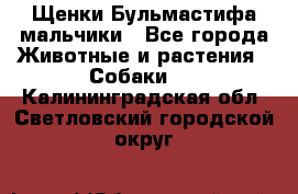 Щенки Бульмастифа мальчики - Все города Животные и растения » Собаки   . Калининградская обл.,Светловский городской округ 